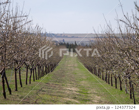 Blossoming orchard under clear blue sky Blossoming orchard under clear blue sky 124377324