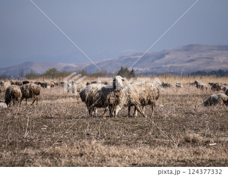 Flock of sheep grazing peacefully in a vast, open field with hills 124377332