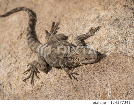 A lizard rests comfortably on a sunlit rock during midday A lizard rests comfortably on a sunlit rock during midday 124377341