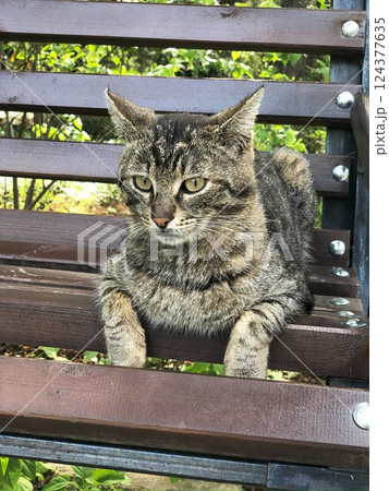 Tabby cat sitting on a wooden bench in a park. Tabby cat sitting on a wooden bench in a park. 124377635