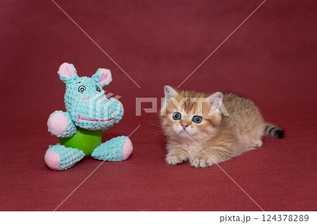 Red Scottish kitten and a toy 124378289