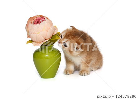 Scottish fold kitten sniffs a flower in a vase 124378290