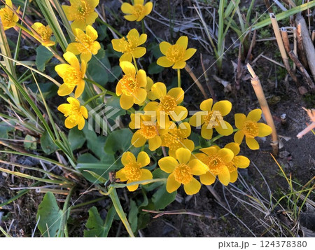 yellow flowers marsh marigold 124378380