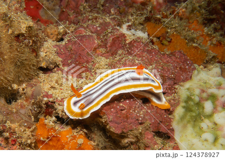 A close-up picture of a beautiful nudibranch, Magnificent Chromodoris, or Chromodoris magnifica A close-up picture of a beautiful nudibranch, Magnificent Chromodoris, or Chromodoris magnifica 124378927