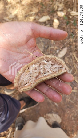 Close-Up of Hand Holding Tiny Baobab Fruit Close-Up of Hand Holding Tiny Baobab Fruit 124379209