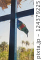 Curious Beautiful Sunbird at the Bath Roon Window 124379225