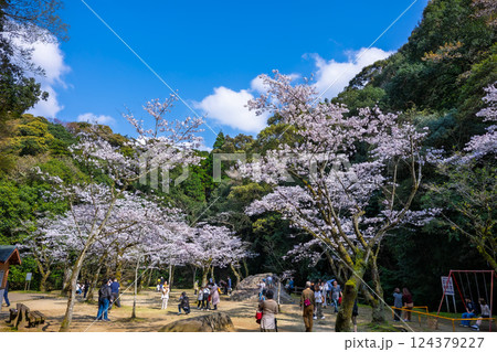 慈眼寺公園の桜 慈眼寺公園の桜 124379227