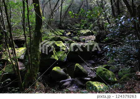 慈眼寺公園 自然遊歩道から見る苔むす岩 慈眼寺公園 自然遊歩道から見る苔むす岩 124379263