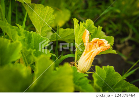 Zucchini abundantly bloom and bear fruit, providing a constant supply of summer vegetables. Home garden 124379464