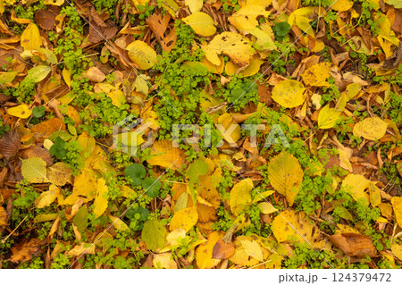 Yellow and orange leaves and green grass for background. Suitable for seasonal use. Copy space Yellow and orange leaves and green grass for background. Suitable for seasonal use. Copy space 124379472