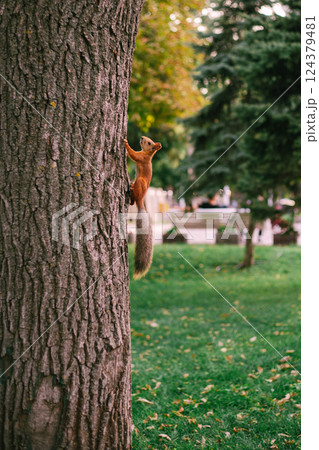 Beautiful red squirrel climbs a tree in a green park 124379481