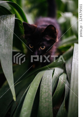 A black little curious cat is hunting for someone in the green foliage. Pets A black little curious cat is hunting for someone in the green foliage. Pets 124379501
