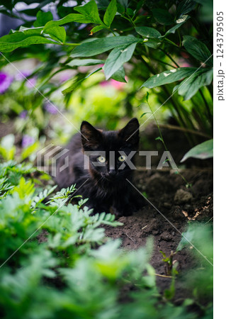 Portrait of a small black cat in green foliage in close-up. Looking into the camera Portrait of a small black cat in green foliage in close-up. Looking into the camera 124379505