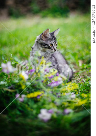 A gray striped kitten is sitting in the tall green grass, surrounded by a bed of small purple and yellow wildflowers. The kitten looks away 124379513