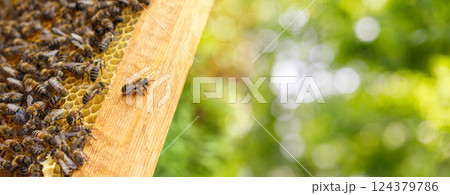 The dynamics of bee life in the hive. 124379786