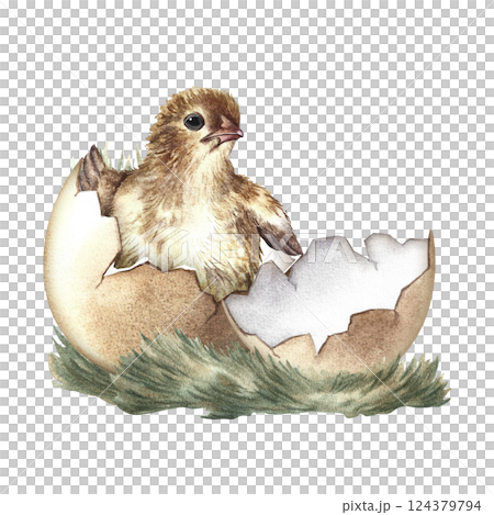 A hatched chicken. A hand-drawn watercolor illustration. The isolate. Color image. For making greeting cards and invitations for Easter. For packaging and labels. For banners and posters. 124379794