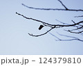 枝に一枚の葉 124379810