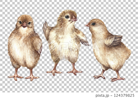 A set of pictures with cute little chicks. A hand-drawn watercolor illustration. Clip art of hatched chicks. Isolates. For making greeting cards and invitations for Easter, packaging, labels, textiles A set of pictures with cute little chicks. A hand-drawn watercolor illustration. Clip art of hatched chicks. Isolates. For making greeting cards and invitations for Easter, packaging, labels, textiles 124379825