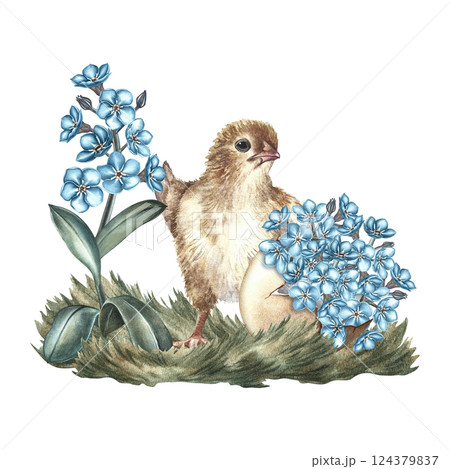Easter composition. A little chicken and Forget-me-nots in an eggshell. A hand-drawn watercolor illustration. Highlight it. For greeting cards and Easter invitations, packaging, labels, stickers. Easter composition. A little chicken and Forget-me-nots in an eggshell. A hand-drawn watercolor illustration. Highlight it. For greeting cards and Easter invitations, packaging, labels, stickers. 124379837