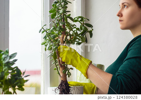 Young woman in yellow rubber gloves is replanting and pruning house plants. Home gardening, sustainable living, lifestyle. Young woman in yellow rubber gloves is replanting and pruning house plants. Home gardening, sustainable living, lifestyle. 124380028