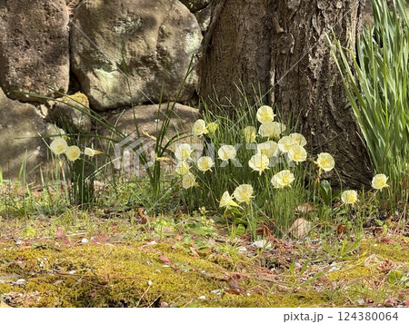 可愛いペチコート水仙 可愛いペチコート水仙 124380064
