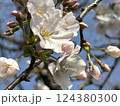 咲き始めた桜 124380300