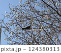 桜の木にとまる小鳥 124380313