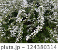 白い花 124380314