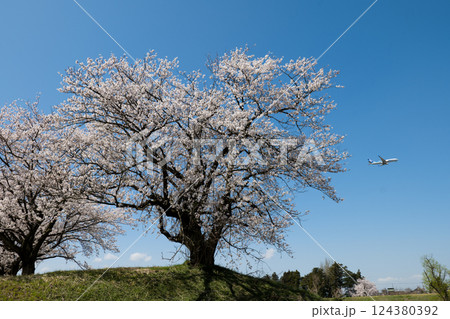 青空に映える満開の桜　連続写真の一点　富山市神通川神通のさくら堤と着陸態勢の旅客機 124380392