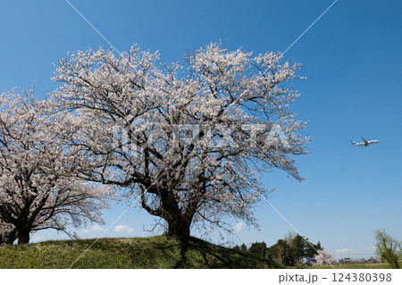 青空に映える満開の桜 連続写真の一点 富山市神通川神通のさくら堤と着陸態勢の旅客機 青空に映える満開の桜 連続写真の一点 富山市神通川神通のさくら堤と着陸態勢の旅客機 124380398