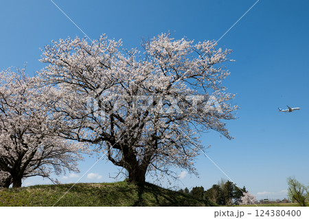青空に映える満開の桜　連続写真の一点　富山市神通川神通のさくら堤と着陸態勢の旅客機 124380400