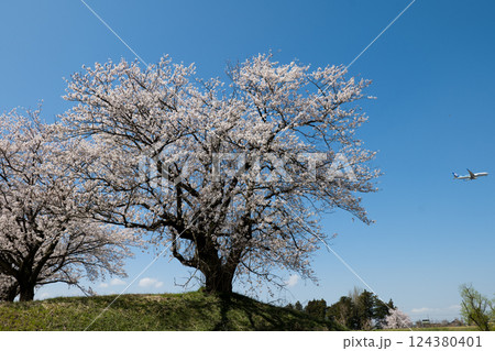 青空に映える満開の桜 連続写真の一点 富山市神通川神通のさくら堤と着陸態勢の旅客機 青空に映える満開の桜 連続写真の一点 富山市神通川神通のさくら堤と着陸態勢の旅客機 124380401