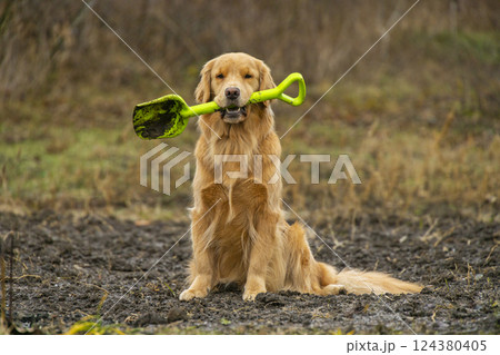 A golden retriever holds a shovel in the garden. A golden retriever holds a shovel in the garden. 124380405