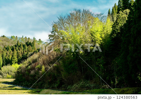 里山風景 竹林と人工林 里山風景 竹林と人工林 124380563
