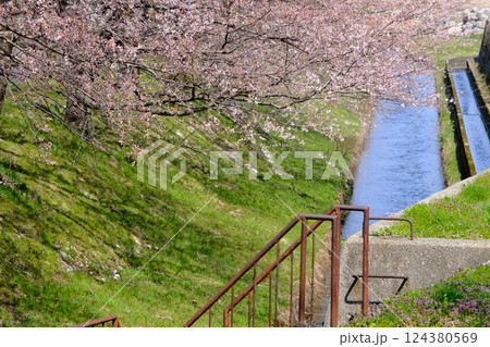 満開の桜 朝日町舟川べり桜並木と農業用水路 満開の桜 朝日町舟川べり桜並木と農業用水路 124380569