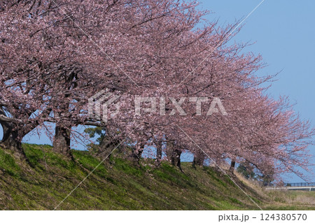 見上げる青空に満開の桜 朝日町舟川べり桜並木 目立つ人物消去レタッチ 見上げる青空に満開の桜 朝日町舟川べり桜並木 目立つ人物消去レタッチ 124380570