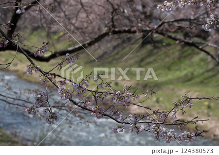 満開の桜　朝日町舟川べり桜並木　目立つ人物消去レタッチ 124380573
