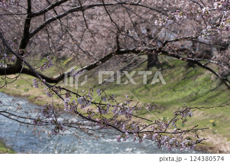 満開の桜　朝日町舟川べり桜並木　目立つ人物消去レタッチ 124380574