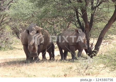 Mokolodi Nature Reserve (Gaborone, Botswana) 124380756
