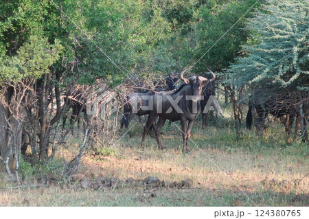 Mokolodi Nature Reserve (Gaborone, Botswana) Mokolodi Nature Reserve (Gaborone, Botswana) 124380765