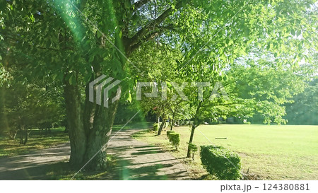 緑色に覆われ木々が茂り陽光が降り注ぐ中、歩道が奥に一直線に進む芝生が広がる緑豊かな公園 124380881