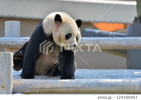 遊具の上でくつろぐ愛浜 遊具の上でくつろぐ愛浜 124380983