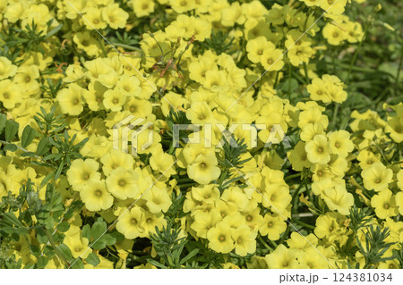 オオキバナカタバミ 124381034