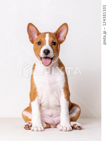 Close-up portrait of a cute red and white Basenji puppy sitting with his mouth open and looking at the camera. Close-up portrait of a cute red and white Basenji puppy sitting with his mouth open and looking at the camera. 124381101