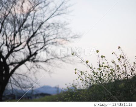 夕暮れ空と斜面に咲く菜の花の静かな風景 夕暮れ空と斜面に咲く菜の花の静かな風景 124381112