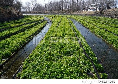 春の大王わさび農場 124381343