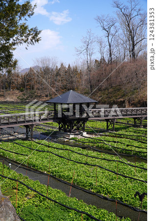 春の大王わさび農場 124381353