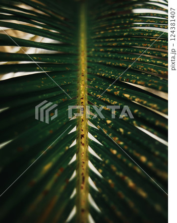 Close-Up of Green Palm Leaf with Spots Close-Up of Green Palm Leaf with Spots 124381407