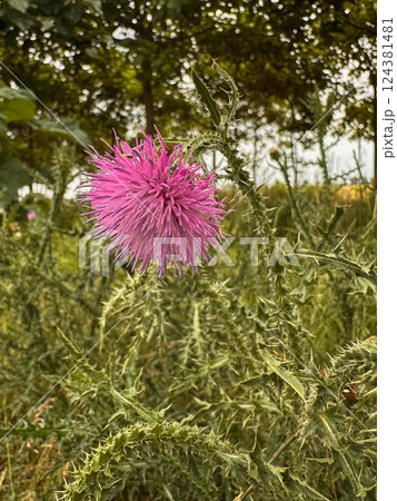 Close-Up of a Pink Thistle Flower in Nature  124381481
