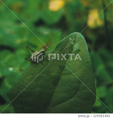 Green Grasshopper Resting on Leaf in Nature 124381482